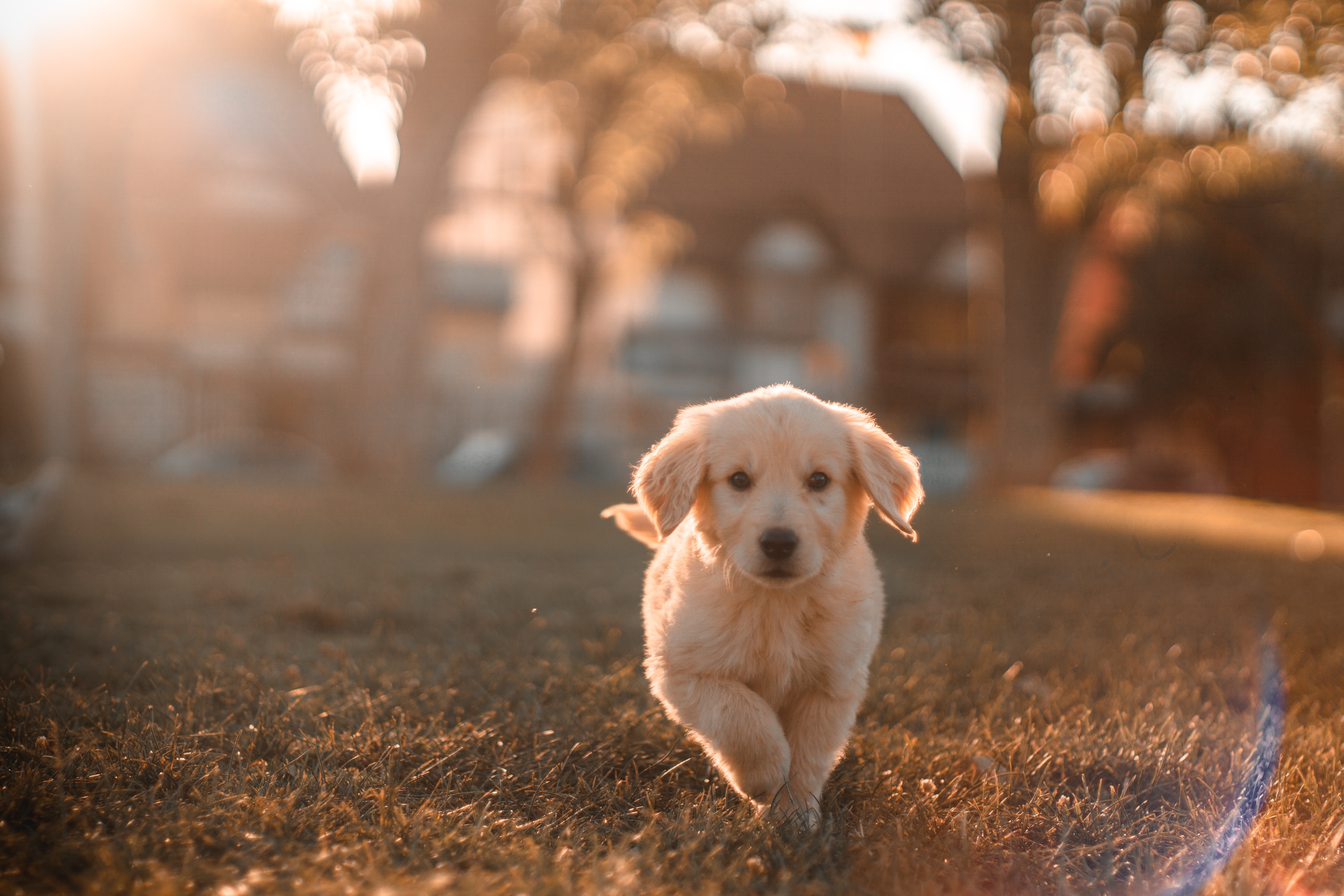 Golden retriever valp kommer løpende på gress